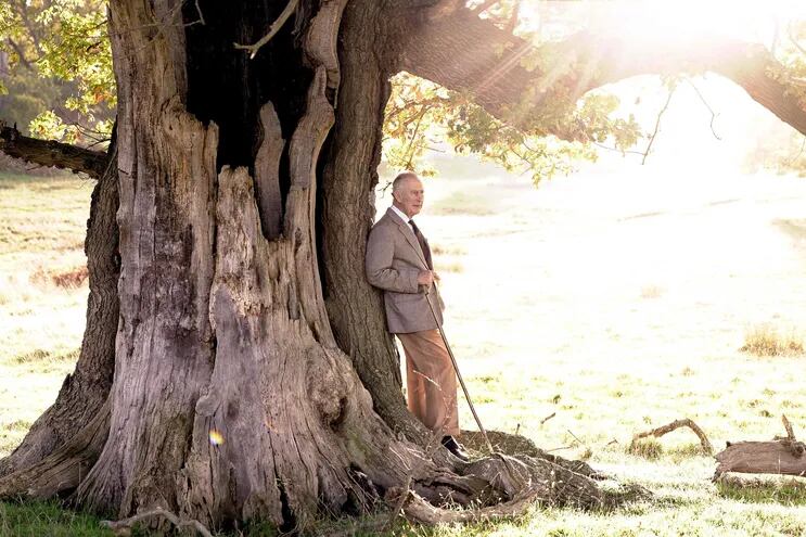 El rey Carlos III posa junto a un antiguo roble en el gran parque Windsor, en una foto distribuida por el Palacio de Buckingham.