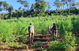 Cultivo de marihuana en Alto Verá, destruido por la Senad