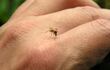 Un mosquito adulto llega a vivir de 4 a 6 semanas.