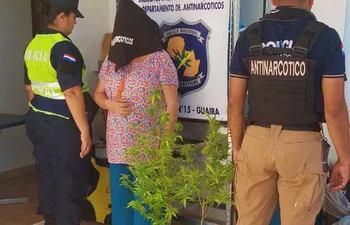 Una mujer de 61 años fue detenida por cultivo de marihuana para uso medicinal en Independencia. En la foto, con la evidencia, dos plantas de marihuana en planteras y dos frasquitos con su cosecha.