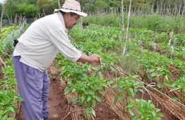 la-produccion-de-hortalizas-es-uno-de-los-rubros-en-auge-en-el-distrito-de-curuguaty-el-labriego-cesar-gonzalez-cultivo-unas-1-500-plantas-de-tomate-202331000000-1497396.jpg