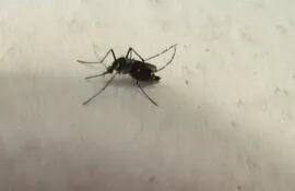 inauguran-en-brasil-criadero-de-mosquitos-transgenicos-contra-el-dengue-131008000000-1115551.jpg