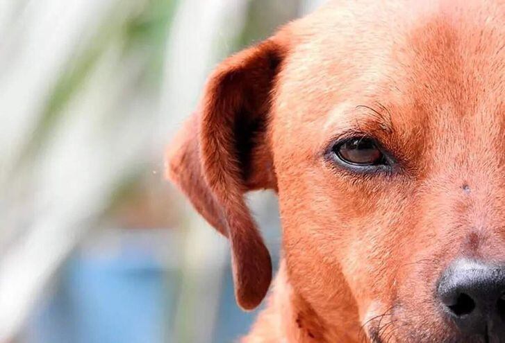 Un ciudadano asunceno denunció que llevó a su perro a una clínica para un baño y salió sin caminar.