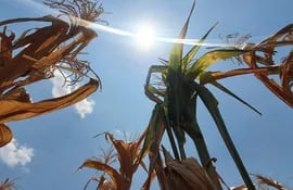 El impacto negativo de la sequía en los cultivos supera el peor récord de los últimos 25 años.