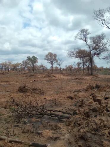 Deforestación en el Chaco.