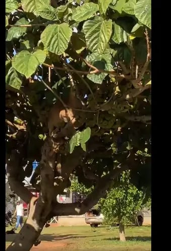 El puma fue hallado en un árbol por vecinos de la zona.
