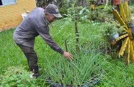 don-daniel-baez-55-muestra-la-produccion-de-hortalizas-que-cultiva-en-el-jardin-de-su-chacra-en-la-compania-caaguy-cupe-la-pareja-subsiste-y-manti-215524000000-1598964.jpg
