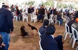 Pelea de perros en pleno evento oficial con el presidente Mario Abdo Benítez.
