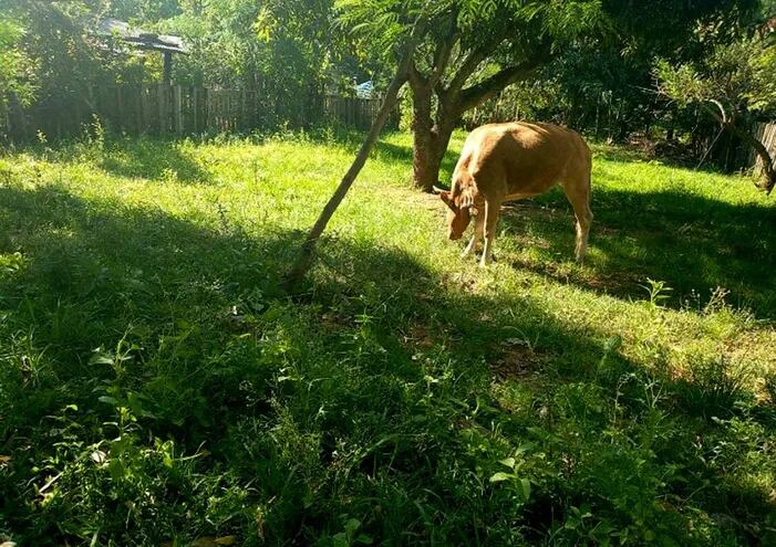 Recuperan animal vacuno hurtado a un ganadero en Yaguarón.