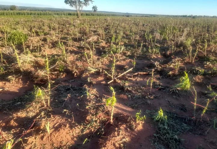 Plantación de mandioca en etapa de crecimiento totalmente destruida en el asentamiento Justo Villanueva de Yrybucuá.