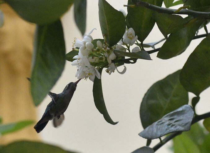 Un colibrí recoge el polen del azahar de apepu en las calles de Asunción.