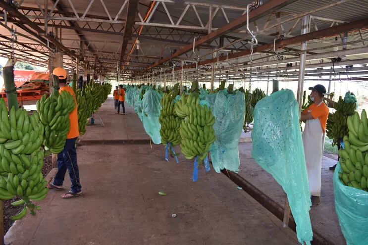 La producción de banana representa el principal ingreso del distrito de Tembiaporâ.