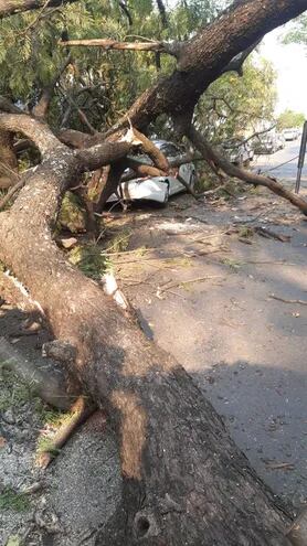 Gentileza. Enorme árbol cayó sobre un auto en la calle Guido Spano casi Emeterio Miranda de Asunción.
