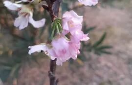 Los cerezos o sakura florecieron en los primeros días de septiembre en la Costanera de Asunción.