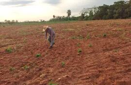 Un productor de la colonia Defensores del Chaco de Santaní muestra la poca germinación del producto cultivado en una parcela de dos hectáreas