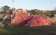 Inician primera comercialización de unos 135.000 kilos de cebolla en Ybytymí, departamento de Paraguarí.