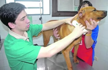 bienestar-animal-y-medicina-veterinaria-92259000000-1487895.jpg