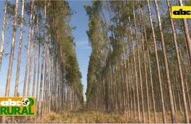 Abc Rural: Preparación de suelo para siembra de eucalipto