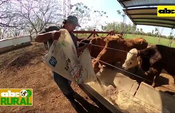 Abc Rural: Nutrición de vacas mestizas o criollas desde terneras hasta vaquillas