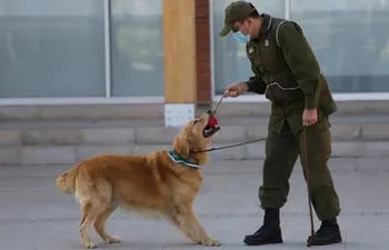 perros entrenados para detectar covid en Chile