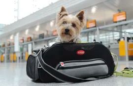 Los perros pequeños pueden viajar con sus dueños en la cabina del avión.