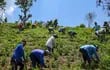 Los cultivadores de coca ancestrales indígenas fueron hostigados en beneficio de los cocaleros “evistas”, vinculados al narcotráfico.