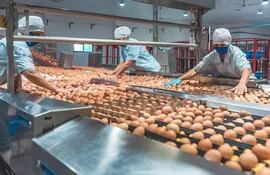 Según referentes del sector avícola, la coyuntura económica en la producción de huevos mejoró este año con  relación al 2021.