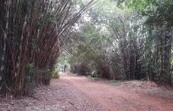 Circuito de ejercicios en zona del Jardín Botánico conocido como tacuaral, donde una mujer denunció ser víctima de asalto y violación.
