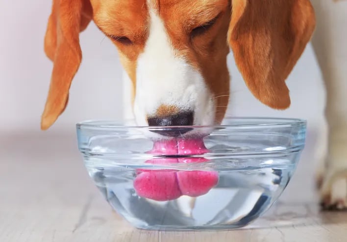 Cachorro Beagle toma agua fresca y limpia de un cuenco transparente.