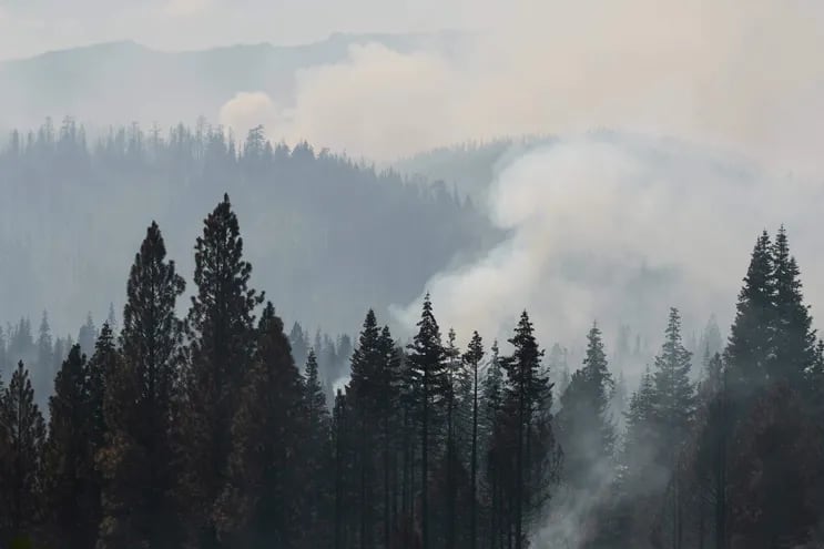 Humo entre los árboles del Bosque Nacional Fremont, en el estado de Oregon, EE.UU.