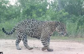 la-asociacion-guyra-campana-informo-este-jueves-que-dos-especimenes-de-los-felinos-mas-grandes-de-latinoamerica-un-jaguarete-y-un-puma-fueron-avista-230759000000-1835439.JPG