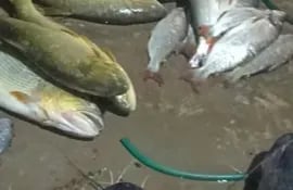 Pescados de distintas especies que perecieron supuestamente por la contaminación del río Tebicuarymí en diciembre pasado.
