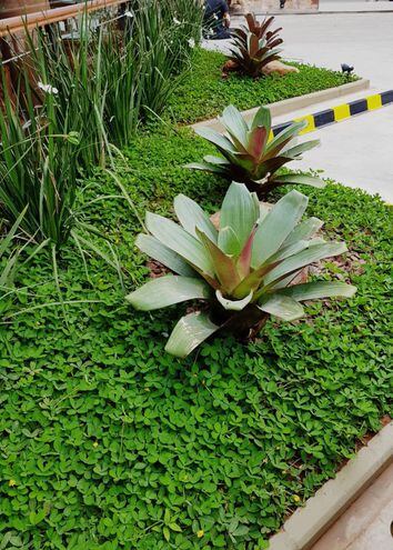 Cambio de diseño - Casa y Jardín - ABC Color