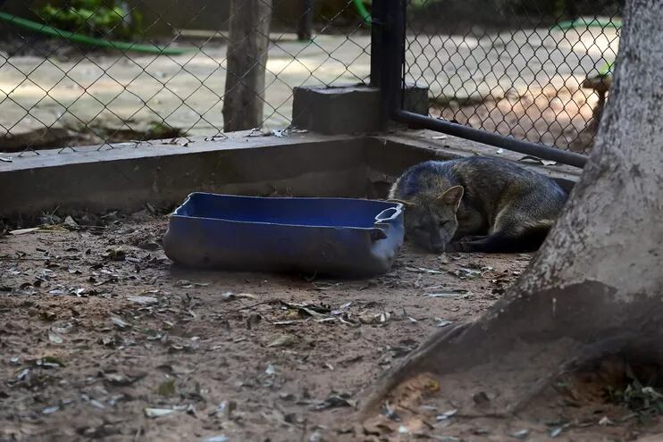 Animales sufren ante la falta de infraestructura en el Zoológico asunceno.