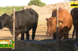 ABC Rural: Plan de recuperación de animales con el Pasto Guasu