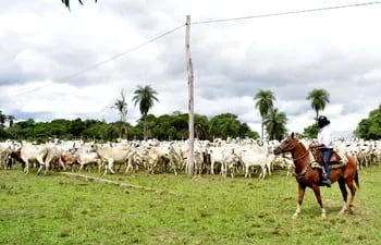 La ganadería paraguaya se desarrolla y produce con responsabilidad, cumpliendo las leyes ambientales con inclusión social, afirman desde los gremios de la producción.