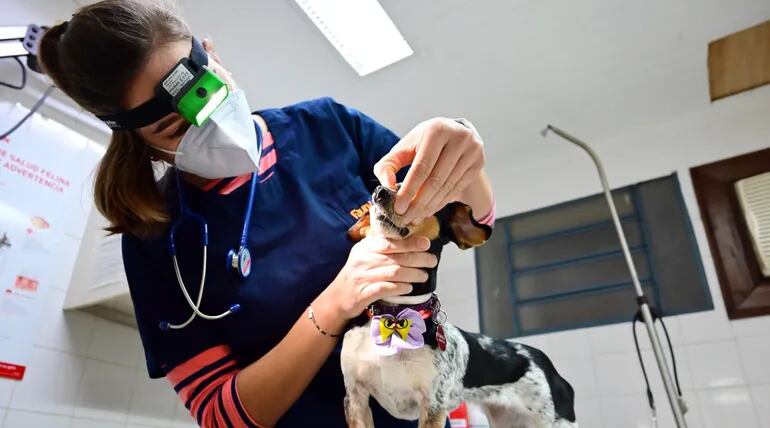 El rol del veterinario es de suma importancia, por lo que la ACVP busca la promulgación de una ley profesional.