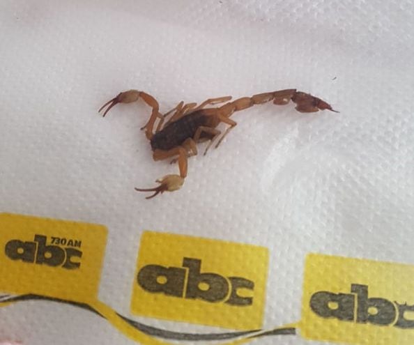 Proliferan Los Alacranes Y Hay Preocupacion Por Disponibilidad De Antidotos Nacionales Abc Color