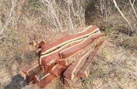 Durante los últimos años, mucha madera se extrajo de la reserva de forma ilegal ante la vista gorda de las autoridades.