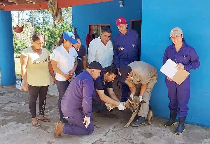 Levantan muestras de sangre para determinar si perros padecen de leishmaniasis en Acahay.