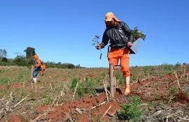 Actualmente el trabajo para los prestadores de servicios forestales está creciendo.