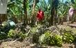 Tomás Villasboa en su plantación de banana que está  por perderse en el distrito de Tembiaporá, departamento de Caaguazú.