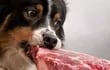 La ingesta de carne cruda puede generar toxoplasmosis en los perros.