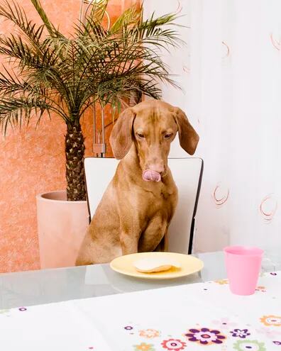 No todo lo que tiene aspecto delicioso es apto para perros: algunos alimentos que solemos degustar son sumamente tóxicos para las mascotas.