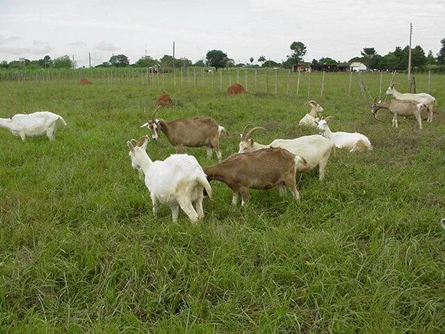 En el Paraguay existen cerca de 400.000 ejemplares caprinos, de los cuales el 70% están en el Chaco.