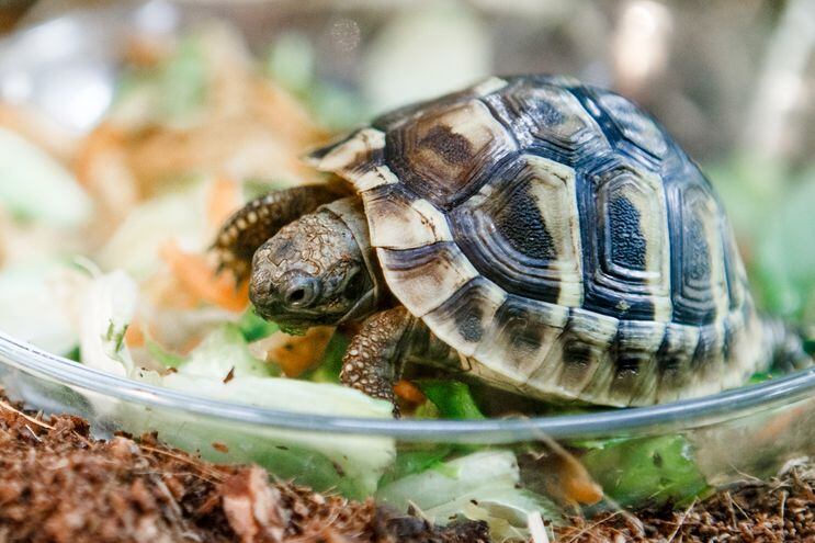 Longevas: las tortugas terrestres pueden llegar a vivir hasta 100 años.