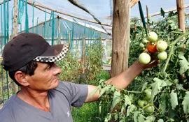 con-apenas-dos-hectareas-un-productor-de-hortalizas-genera-ingresos-y-da-trabajo-en-forma-permanente-a-10-personas-en-pirapey-la-produccion-de-alim-202503000000-1395351.jpg