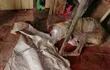 Uno de los tres perros rescatados tras allanamiento por denuncia de deplorables condiciones de maltrato animal