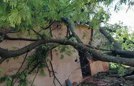 Un árbol cayó sobre una vivienda en la ciudad de San Alfredo.