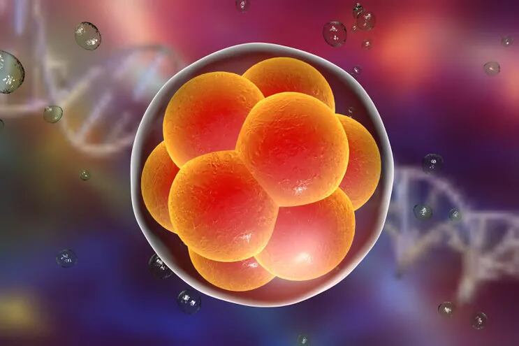 Embrión humano en la fase de 16 células.